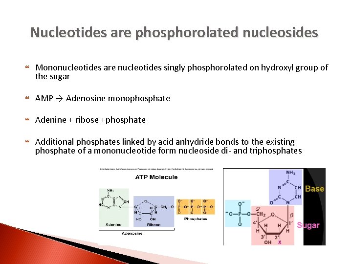 Nucleotides are phosphorolated nucleosides Mononucleotides are nucleotides singly phosphorolated on hydroxyl group of the