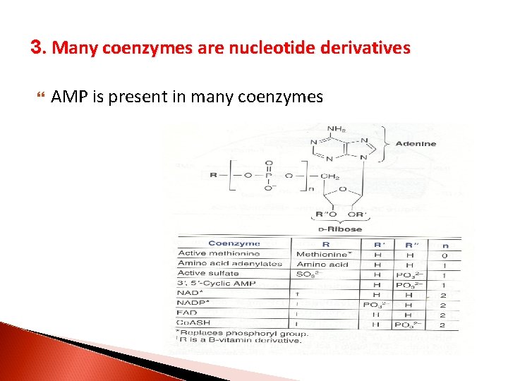3. Many coenzymes are nucleotide derivatives AMP is present in many coenzymes 