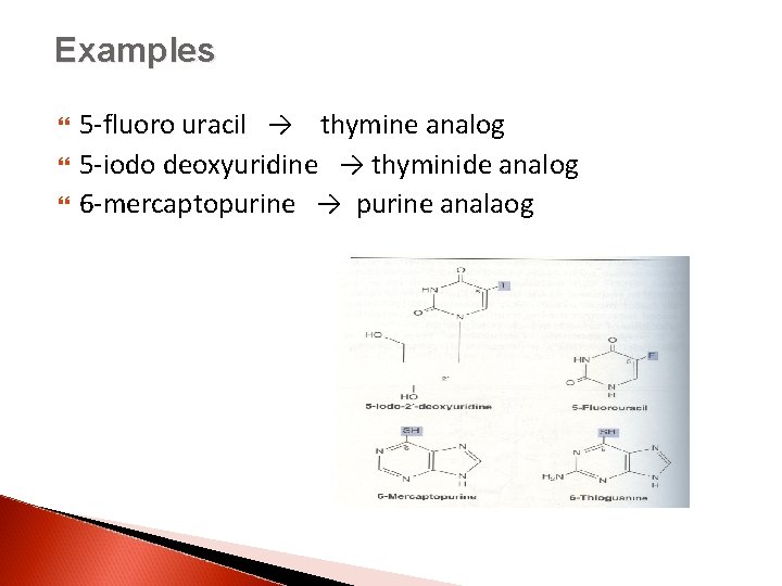 Examples 5 -fluoro uracil → thymine analog 5 -iodo deoxyuridine → thyminide analog 6