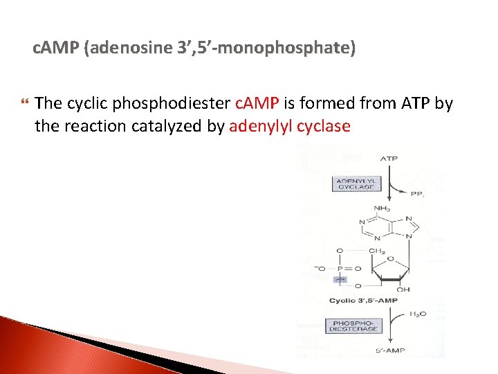 c. AMP (adenosine 3’, 5’-monophosphate) The cyclic phosphodiester c. AMP is formed from ATP