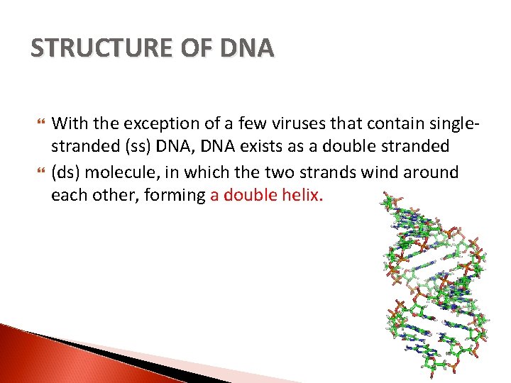 STRUCTURE OF DNA With the exception of a few viruses that contain singlestranded (ss)