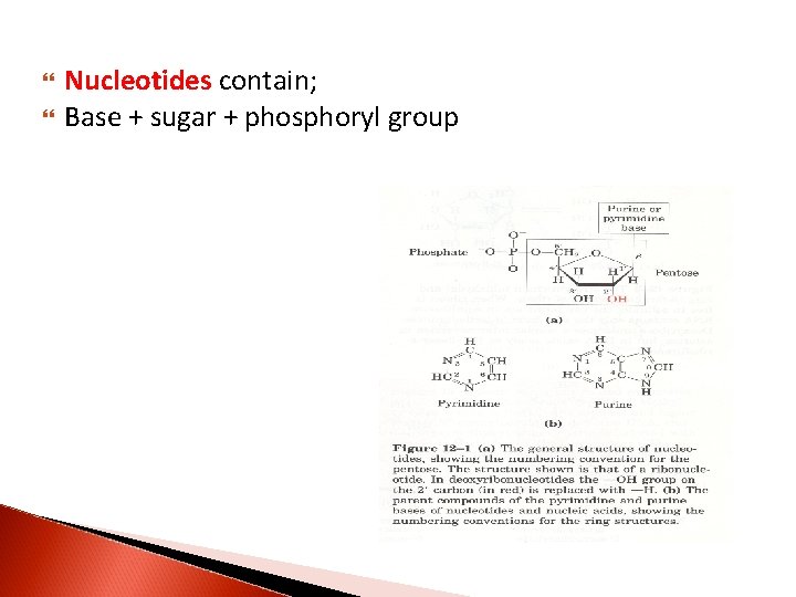  Nucleotides contain; Base + sugar + phosphoryl group 