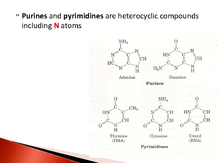 Purines and pyrimidines are heterocyclic compounds including N atoms 