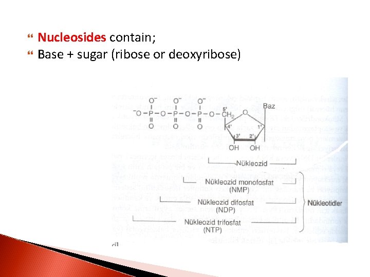  Nucleosides contain; Base + sugar (ribose or deoxyribose) 