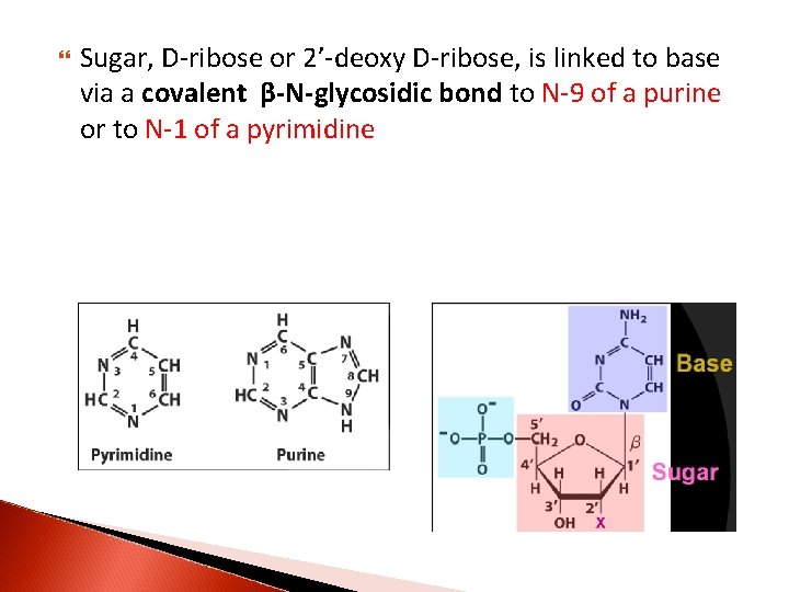  Sugar, D-ribose or 2’-deoxy D-ribose, is linked to base via a covalent β-N-glycosidic