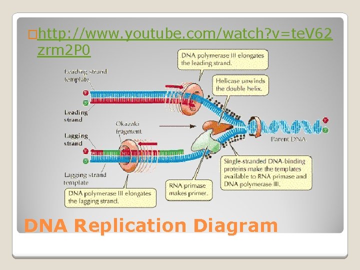 �http: //www. youtube. com/watch? v=te. V 62 zrm 2 P 0 DNA Replication Diagram