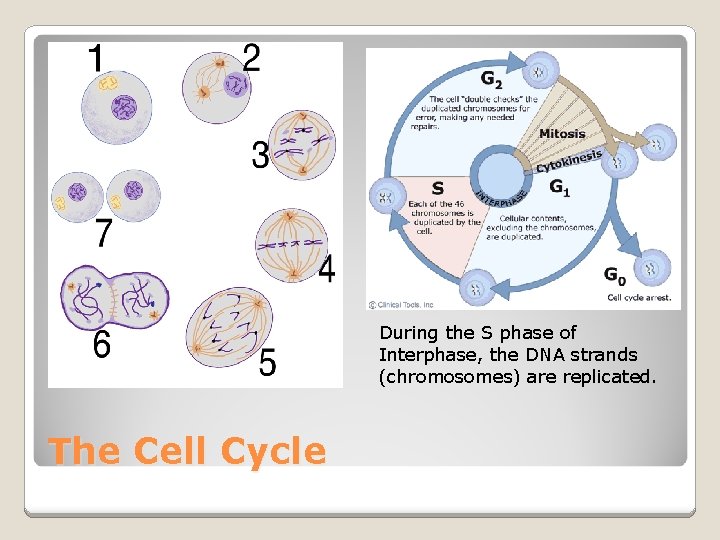During the S phase of Interphase, the DNA strands (chromosomes) are replicated. The Cell