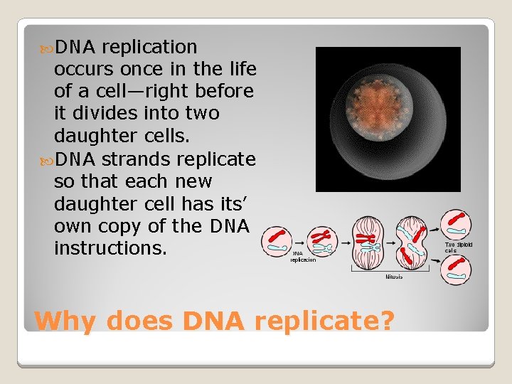  DNA replication occurs once in the life of a cell—right before it divides
