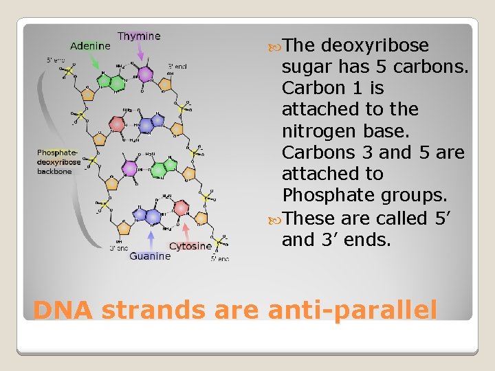  The deoxyribose sugar has 5 carbons. Carbon 1 is attached to the nitrogen
