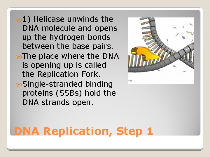  1) Helicase unwinds the DNA molecule and opens up the hydrogen bonds between