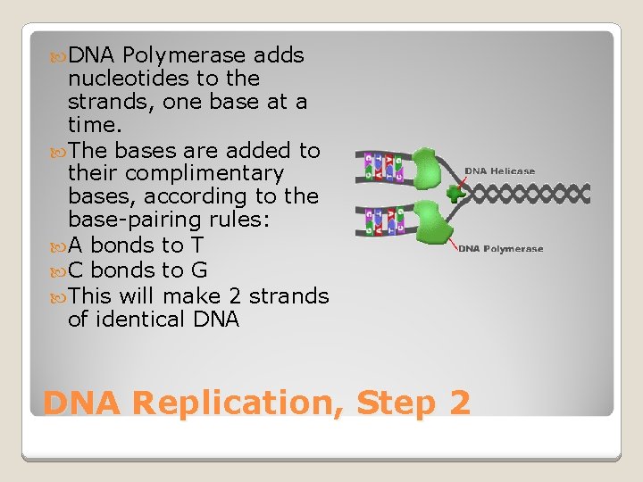  DNA Polymerase adds nucleotides to the strands, one base at a time. The