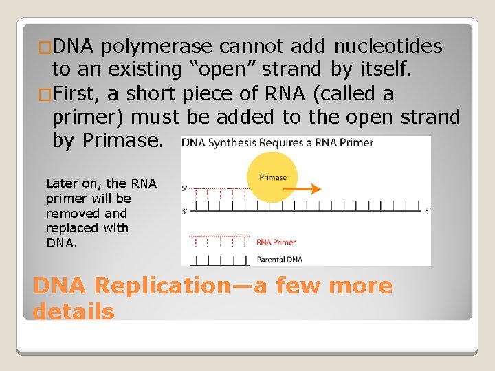 �DNA polymerase cannot add nucleotides to an existing “open” strand by itself. �First, a