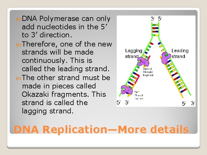  DNA Polymerase can only add nucleotides in the 5’ to 3’ direction. Therefore,
