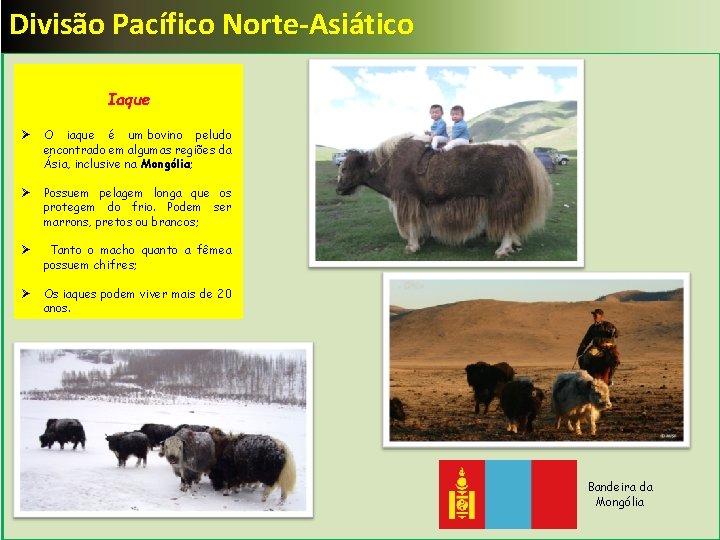 Divisão Pacífico Norte-Asiático Iaque Ø O iaque é um bovino peludo encontrado em algumas
