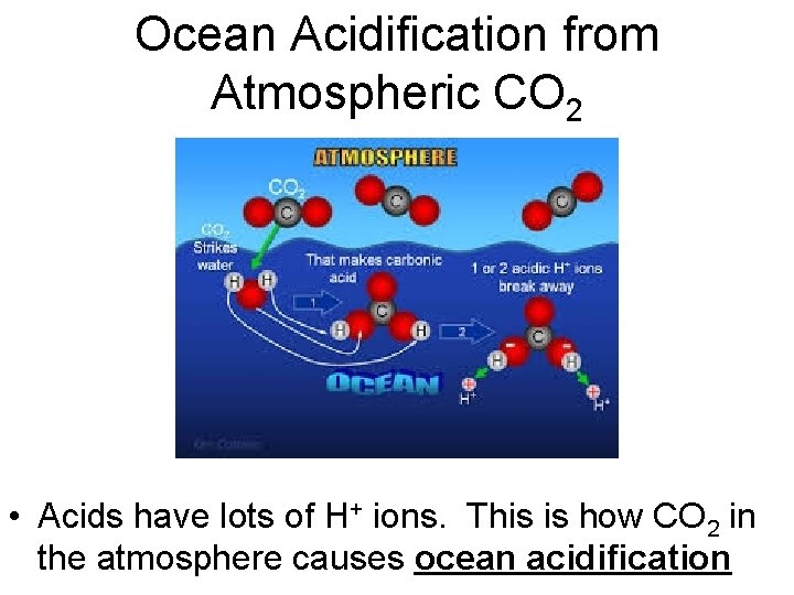 Ocean Acidification from Atmospheric CO 2 • Acids have lots of H+ ions. This