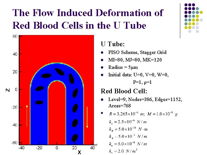 The Flow Induced Deformation of Red Blood Cells in the U Tube: l l