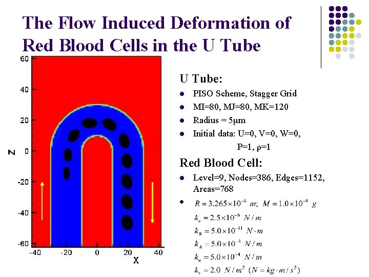 The Flow Induced Deformation of Red Blood Cells in the U Tube: l l