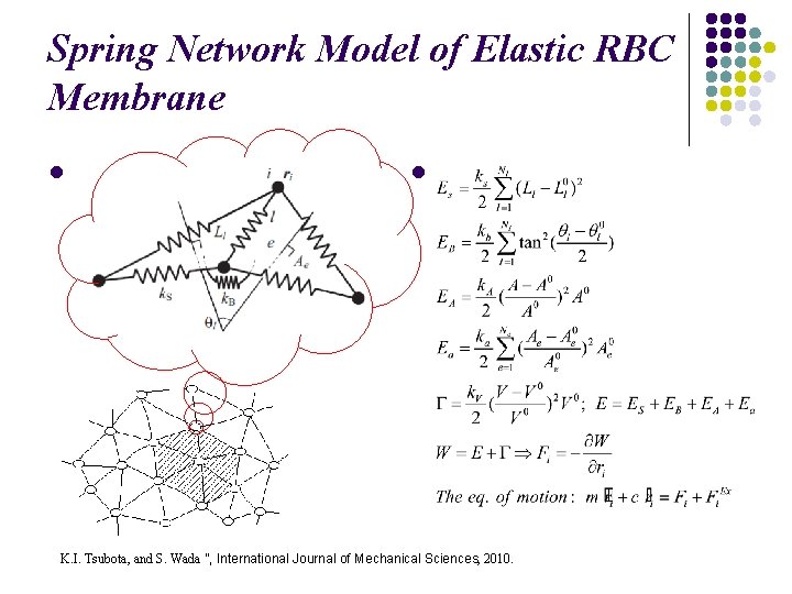 Spring Network Model of Elastic RBC Membrane l l K. I. Tsubota, and S.