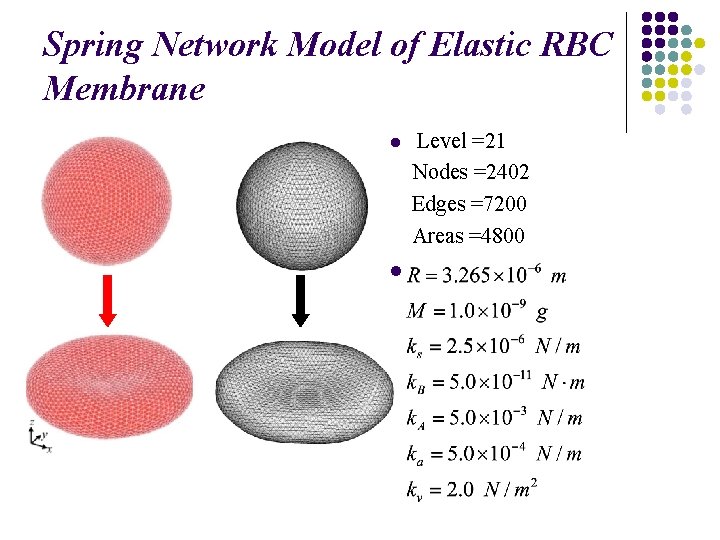 Spring Network Model of Elastic RBC Membrane l l Level =21 Nodes =2402 Edges