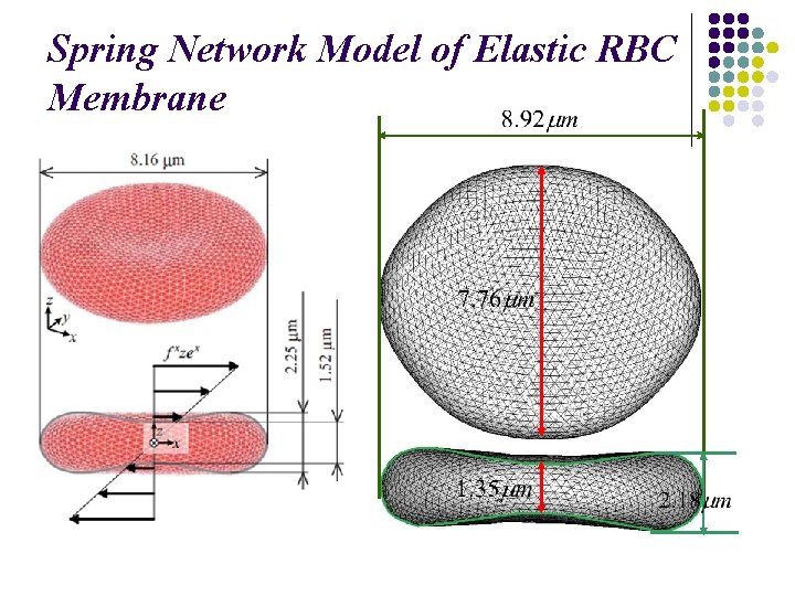 Spring Network Model of Elastic RBC Membrane 