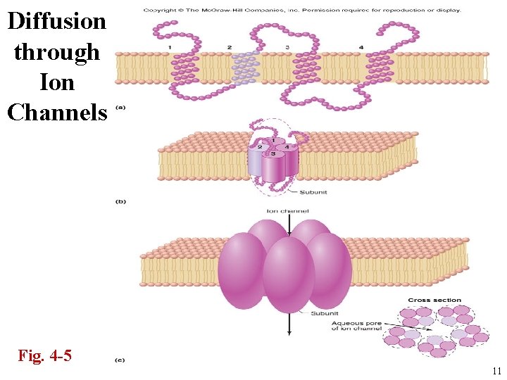 Diffusion through Ion Channels Fig. 4 -5 11 