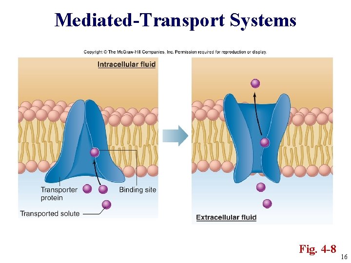 Mediated-Transport Systems Fig. 4 -8 16 