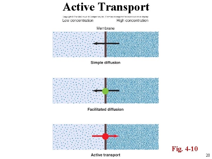 Active Transport Fig. 4 -10 20 