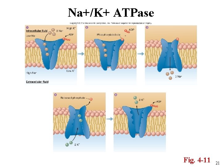 Na+/K+ ATPase Fig. 4 -11 21 