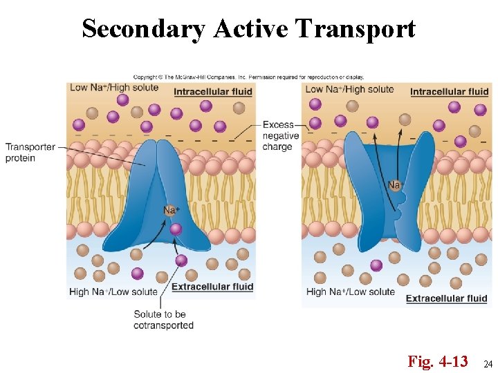 Secondary Active Transport Fig. 4 -13 24 