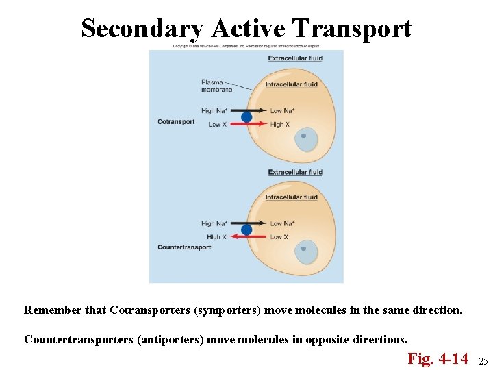 Secondary Active Transport Remember that Cotransporters (symporters) move molecules in the same direction. Countertransporters