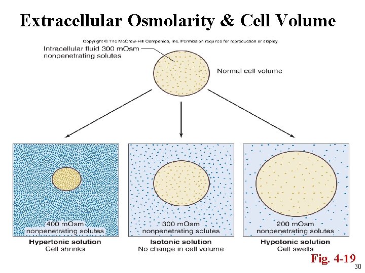 Extracellular Osmolarity & Cell Volume Fig. 4 -19 30 