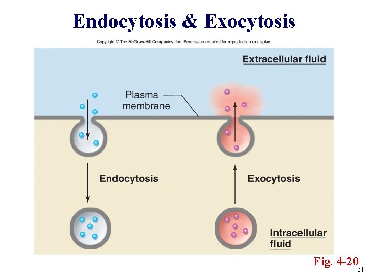 Endocytosis & Exocytosis Fig. 4 -20 31 