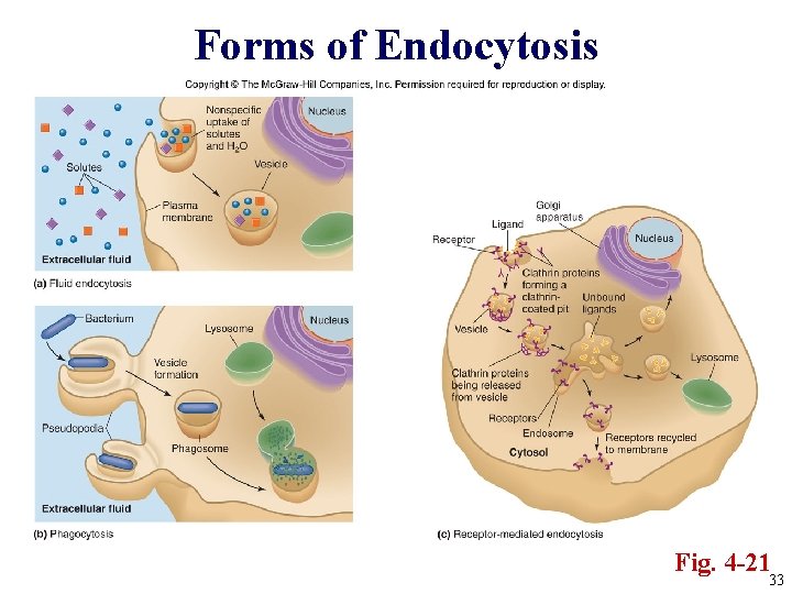 Forms of Endocytosis Fig. 4 -21 33 