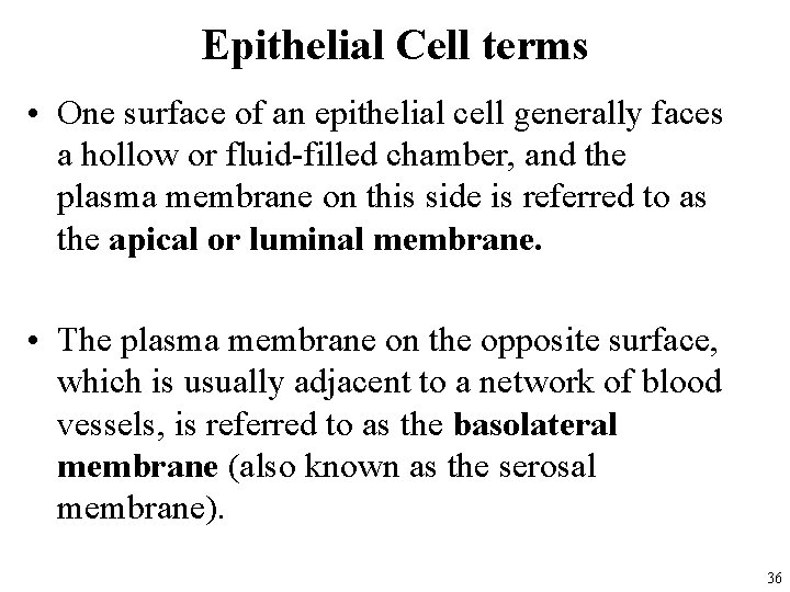 Epithelial Cell terms • One surface of an epithelial cell generally faces a hollow