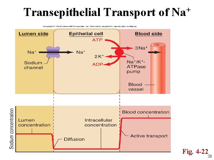 Transepithelial Transport of Na+ Fig. 4 -22 38 