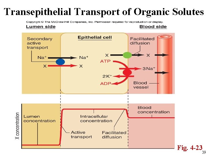 Transepithelial Transport of Organic Solutes Fig. 4 -23 39 