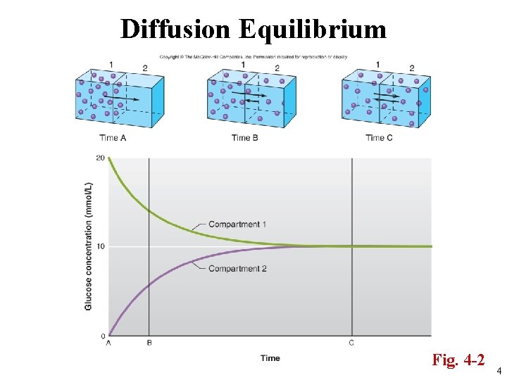 Diffusion Equilibrium Fig. 4 -2 4 