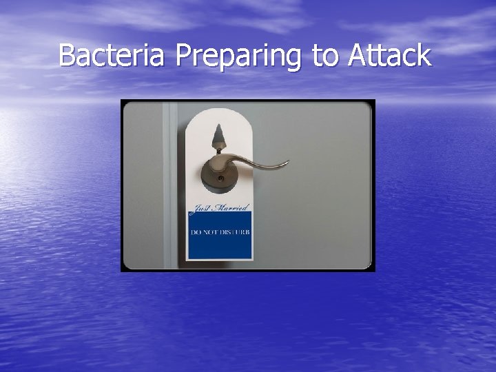 Bacteria Preparing to Attack 