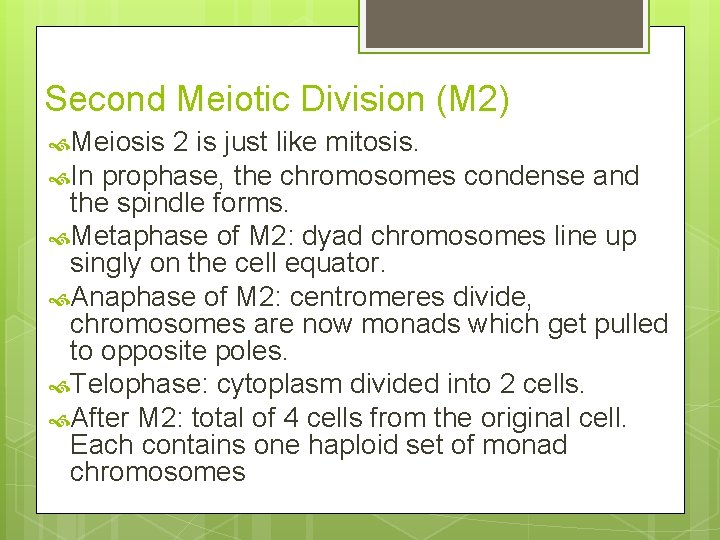 Second Meiotic Division (M 2) Meiosis 2 is just like mitosis. In prophase, the