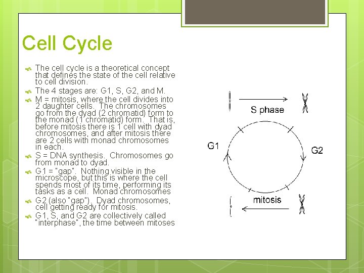 Cell Cycle The cell cycle is a theoretical concept that defines the state of
