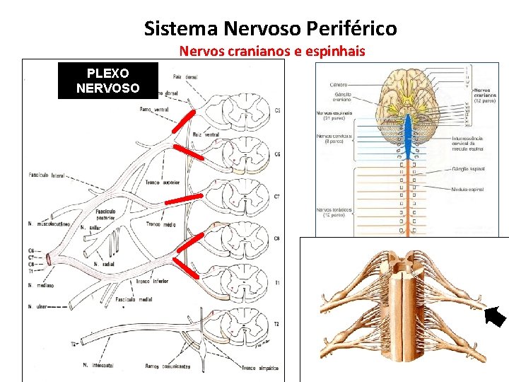 Sistema Nervoso Periférico Nervos cranianos e espinhais PLEXO NERVOSO 