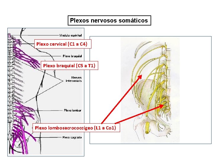 Plexos nervosos somáticos Plexo cervical (C 1 a C 4) Plexo braquial (C 5