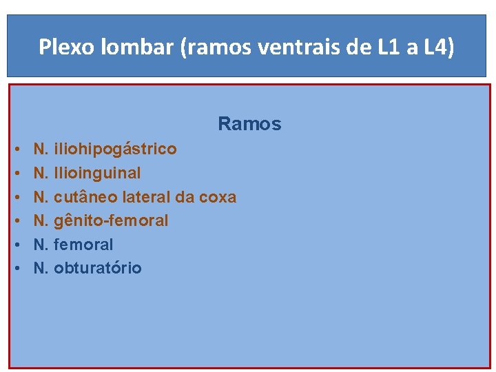 Plexo lombar (ramos ventrais de L 1 a L 4) Ramos • • •