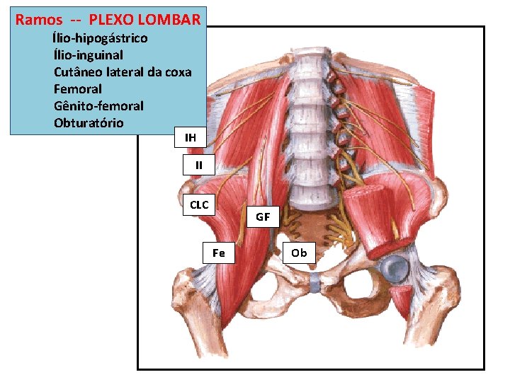 Ramos -- PLEXO LOMBAR Ílio-hipogástrico Ílio-inguinal Cutâneo lateral da coxa Femoral Gênito-femoral Obturatório IH