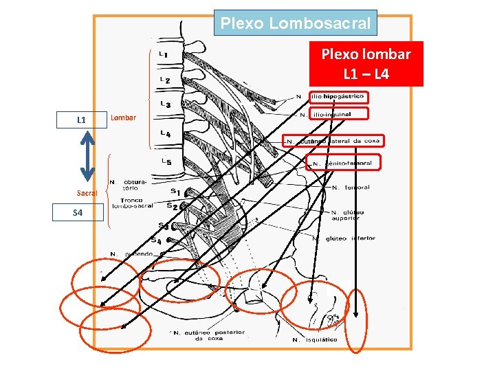 Plexo Lombosacral Plexo lombar L 1 – L 4 L 1 Sacral S 4