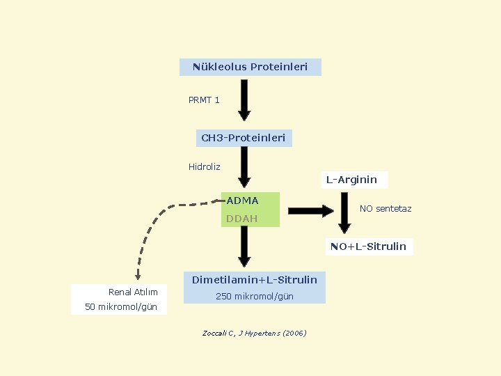 Nükleolus Proteinleri PRMT 1 CH 3 -Proteinleri Hidroliz L-Arginin ADMA DDAH NO sentetaz NO+L-Sitrulin