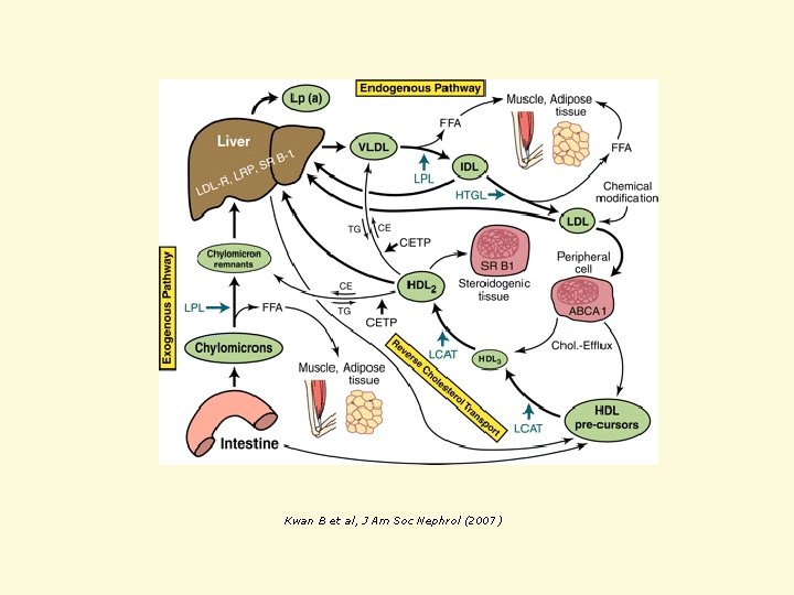 Kwan B et al, J Am Soc Nephrol (2007) 