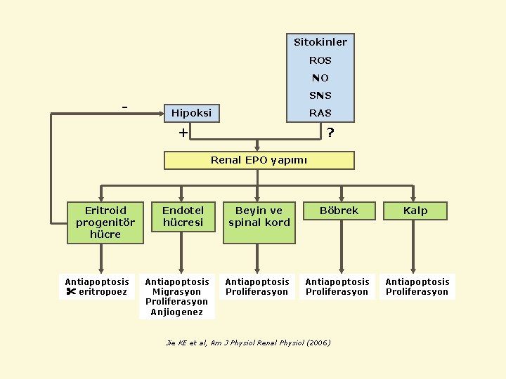 Sitokinler ROS NO - SNS RAS Hipoksi + ? Renal EPO yapımı Eritroid progenitör