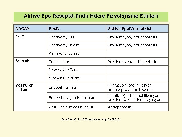 Aktive Epo Reseptörünün Hücre Fizyolojisine Etkileri ORGAN Epo. R Aktive Epo. R’nin etkisi Kalp