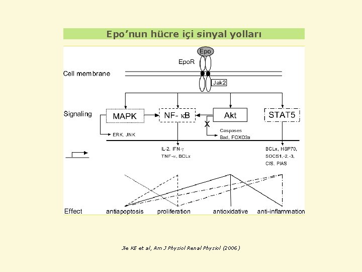 Epo’nun hücre içi sinyal yolları Jie KE et al, Am J Physiol Renal Physiol